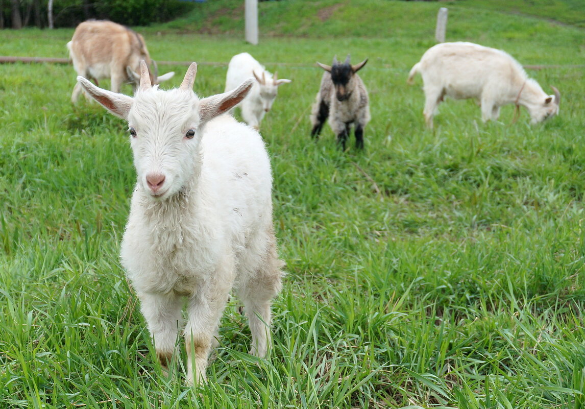 Козлиная банда... - Андрей Катков Козлиная банда... - Андрей Катков