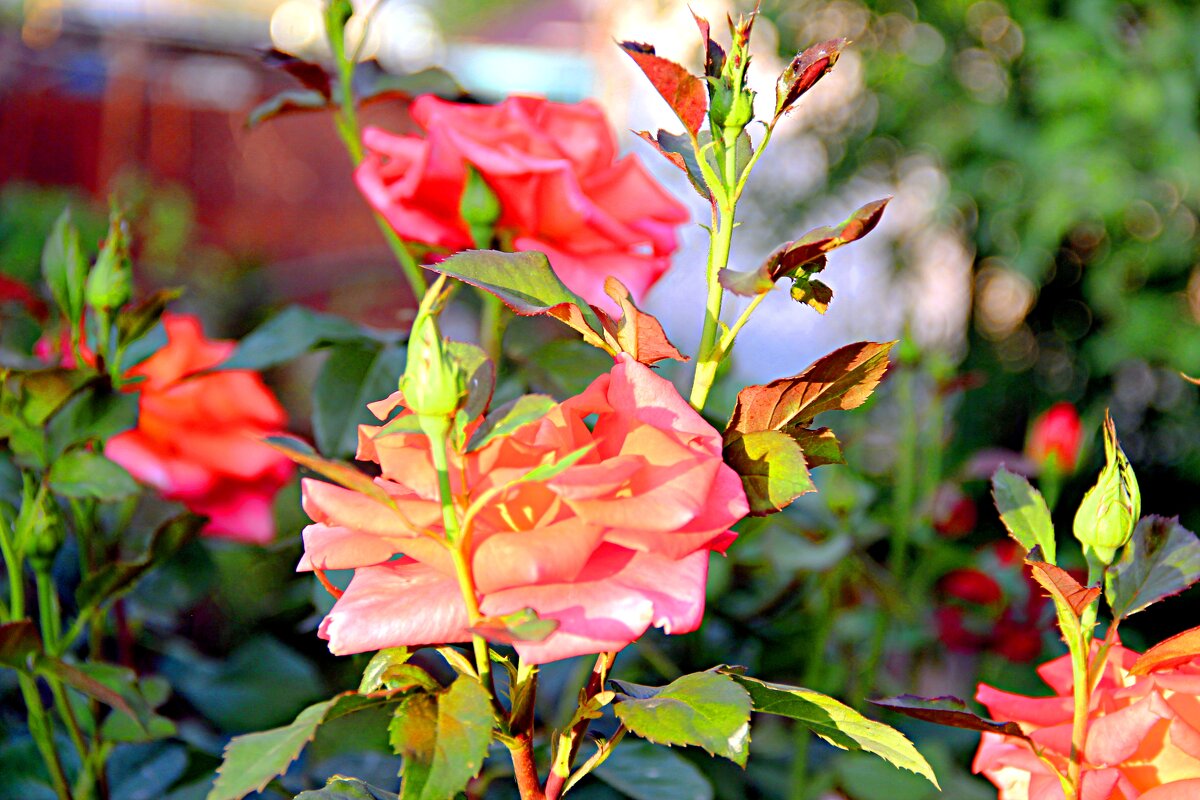 и снова  цветут  розы - Николай 