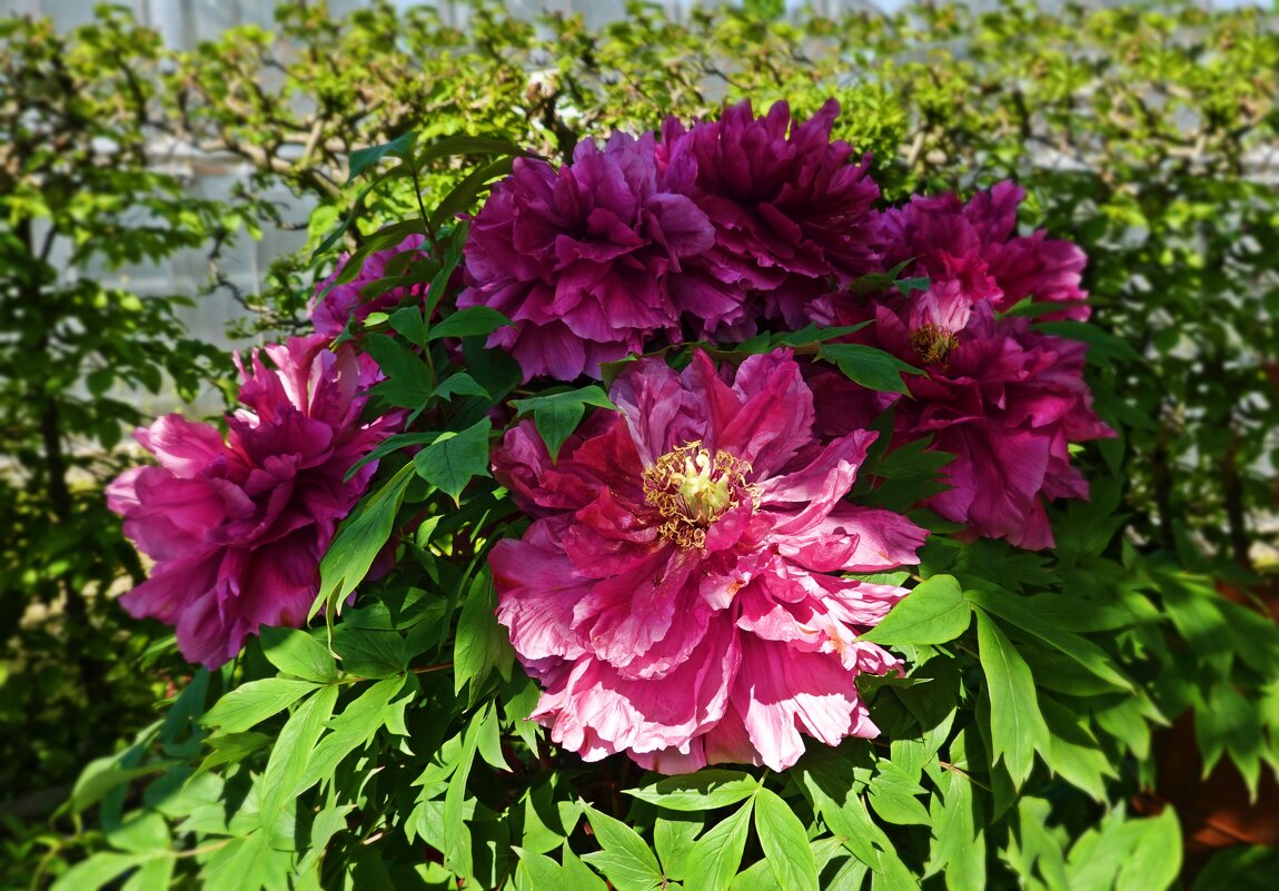 "Во-от такой!" - Разводит дитя руками, Показывая пион,  Кобаяси Исса - Галина 