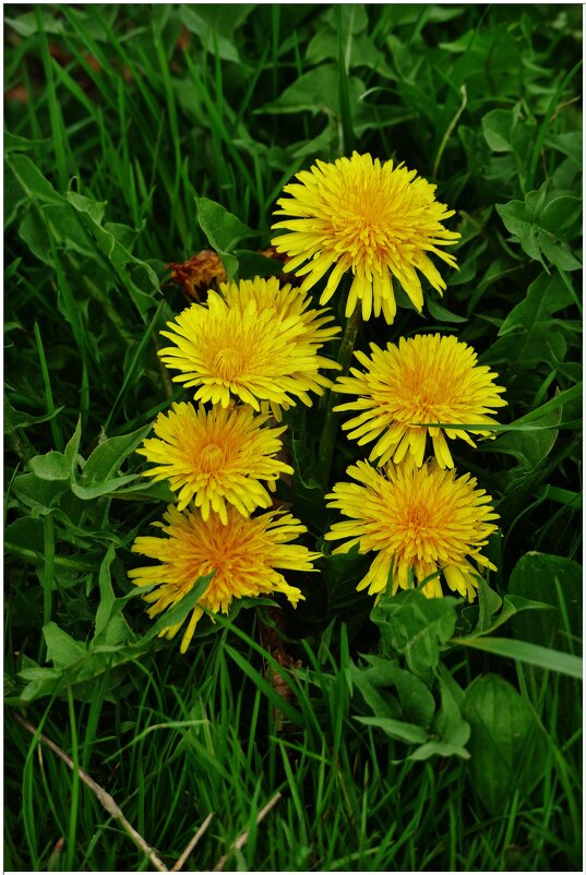 ОДУВАНИКИ... - Elvira E. 