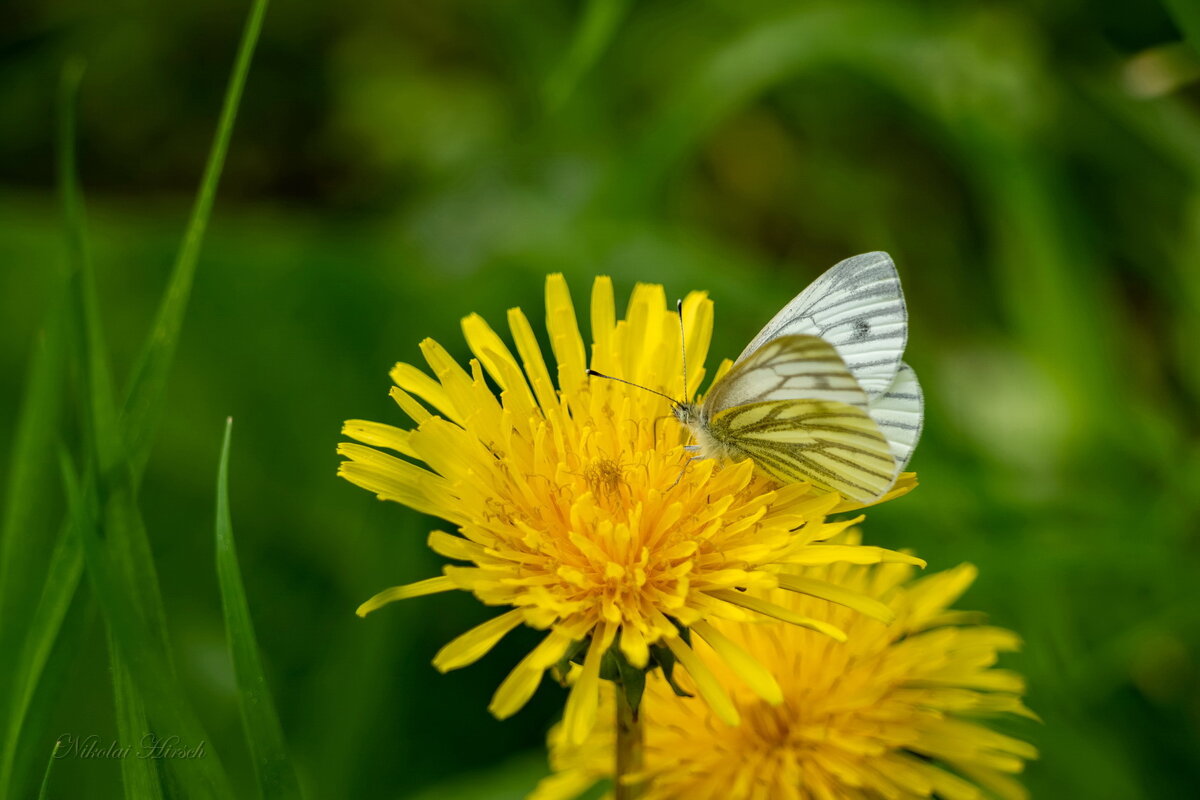 Про боярышницу... - Николай Гирш