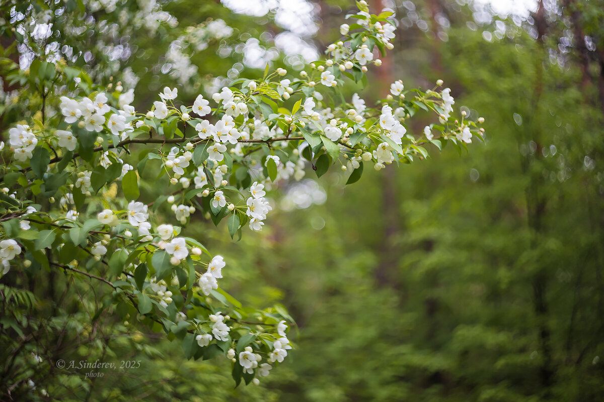 Яблоня в цвету - Александр Синдерёв Яблоня в цвету - Александр Синдерёв