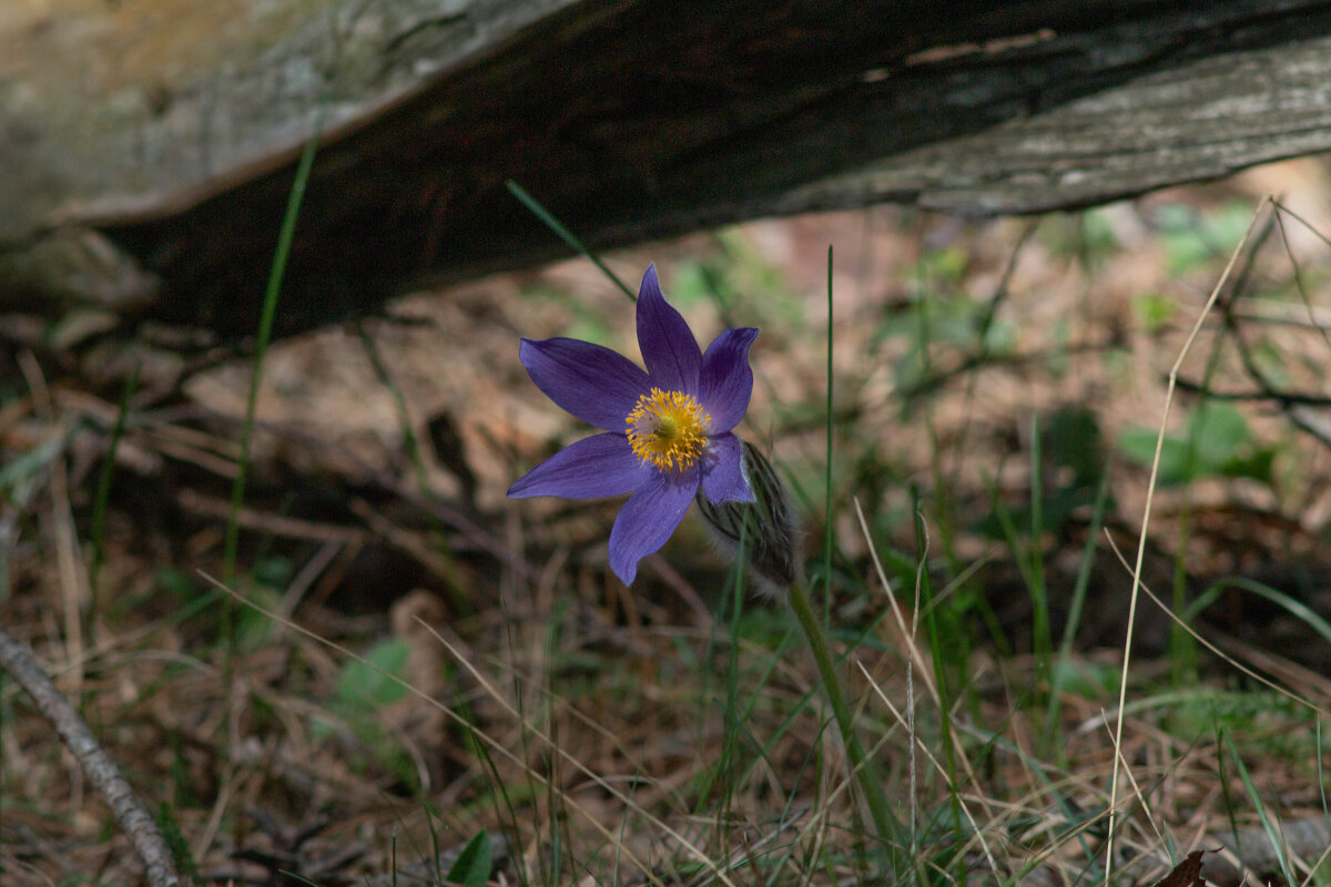 Цветок - Игорь Бухало