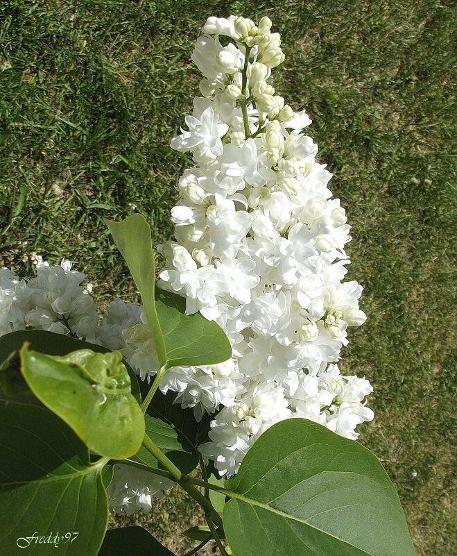 Белая сирень - Freddy 97