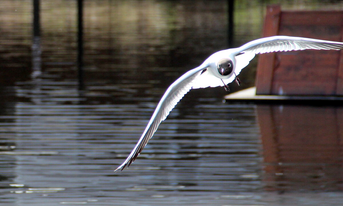 Чайка - Елена Минина