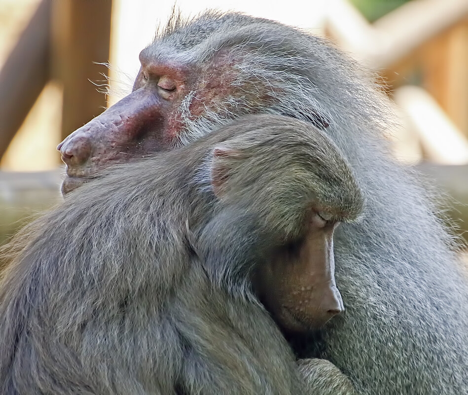 Чувства - Андроник Александр Чувства - Андроник Александр
