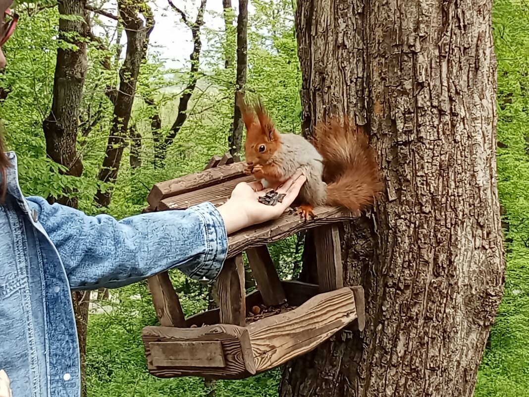 Кормление белок - одно из развлечений отдыхающих - Виктор Кормление белок - одно из развлечений отдыхающих - Виктор
