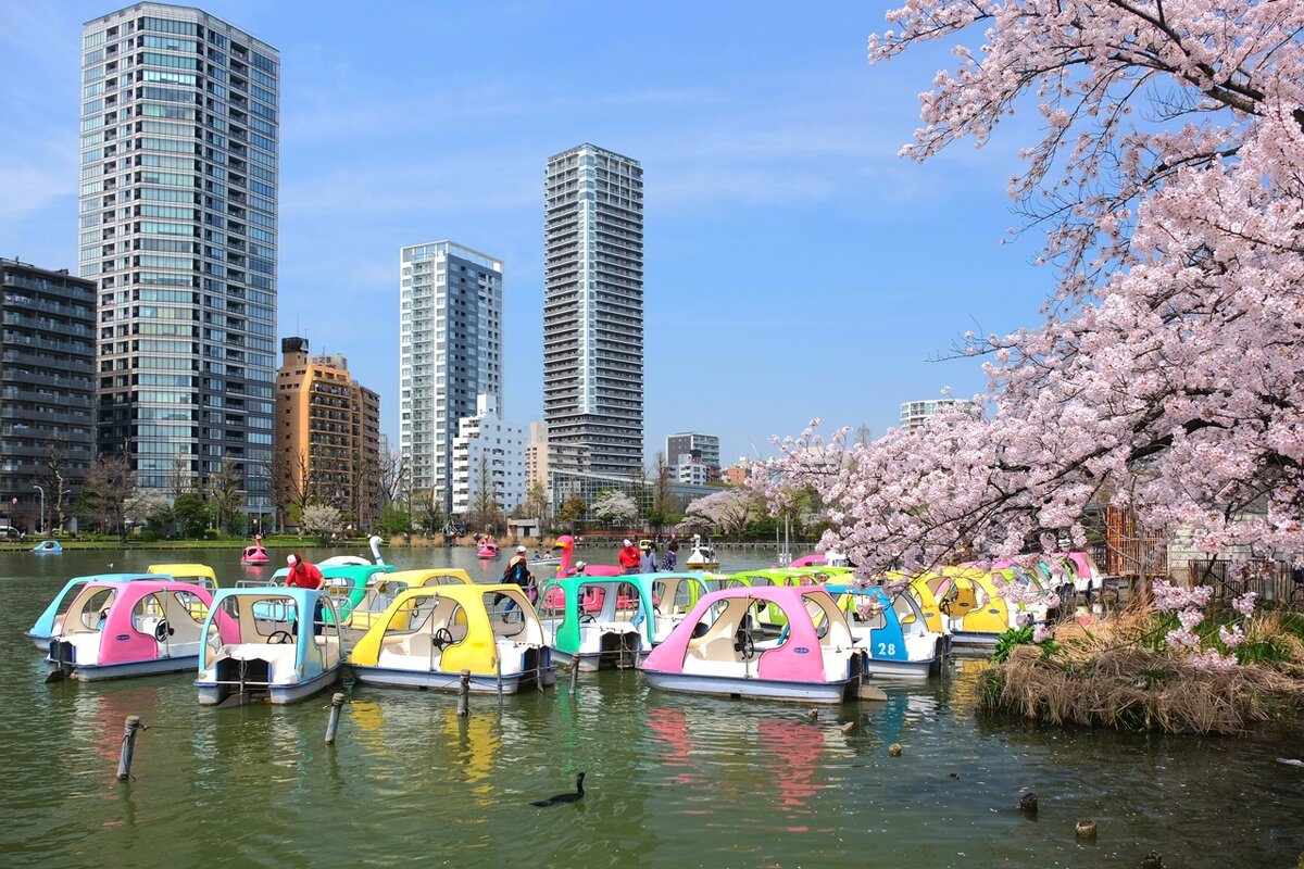 Токио весна в парке Ueno - Civetta *** Токио весна в парке Ueno - Civetta ***