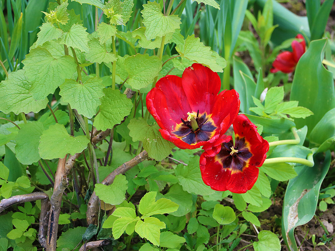 С неформальным днём тюльпанов! - Светлана 