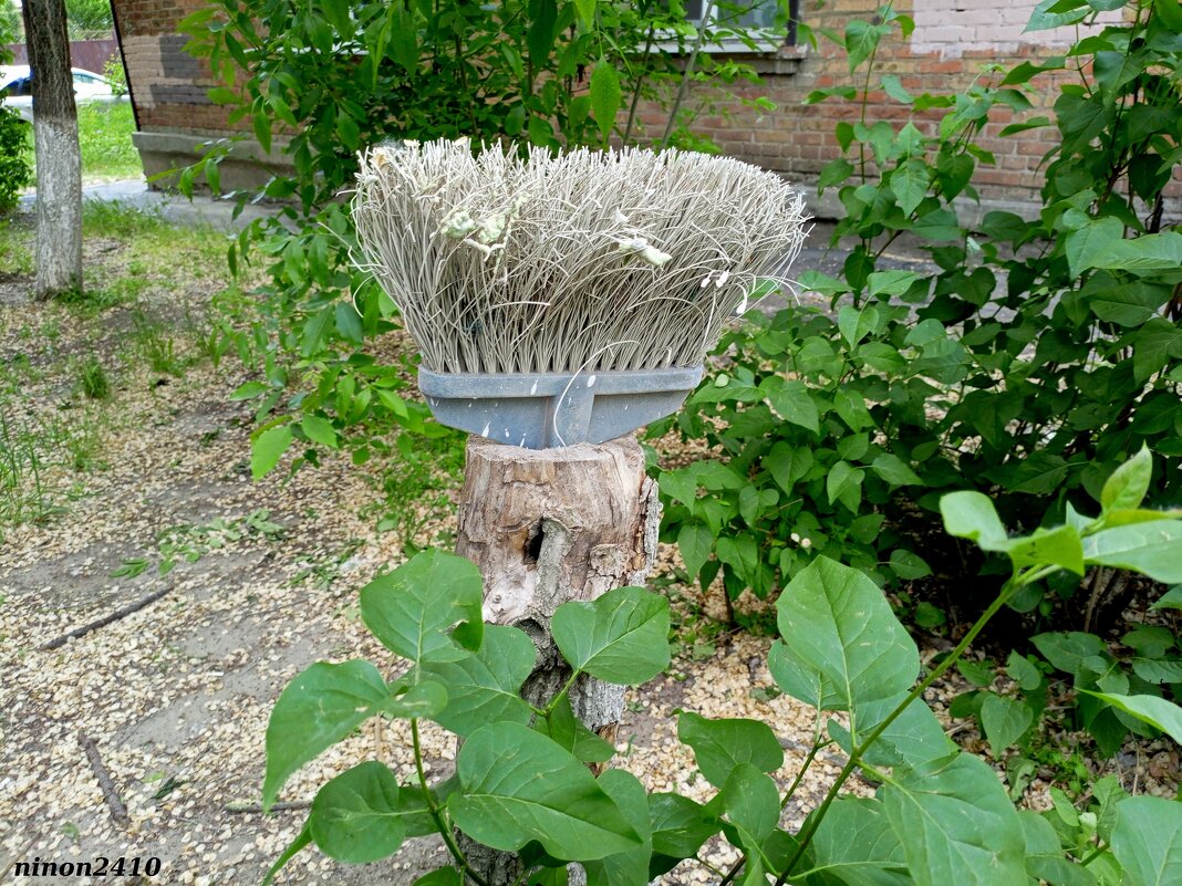 И даже пень в весенний день... :) - Нина Бутко И даже пень в весенний день... :) - Нина Бутко