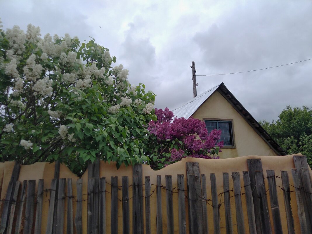 Цветущий май. - Венера Чуйкова Цветущий май. - Венера Чуйкова