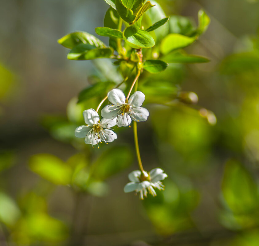 *Солнечный майский денёк* - Анатолий Нецепляев *Солнечный майский денёк* - Анатолий Нецепляев