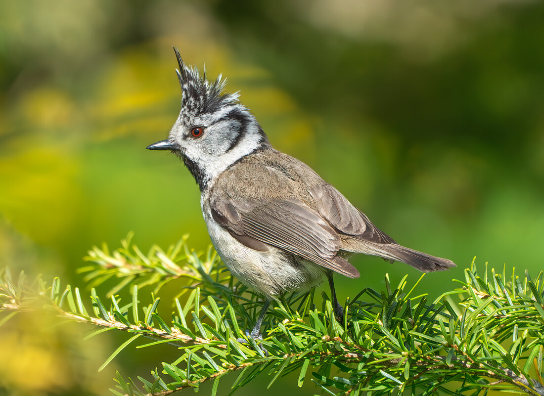 Гренадерка - Viktor Makarov