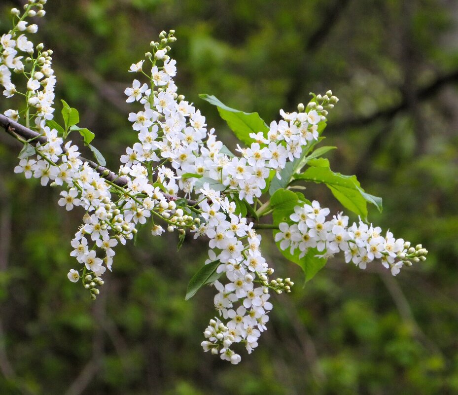 Черемуха - Лариса С.