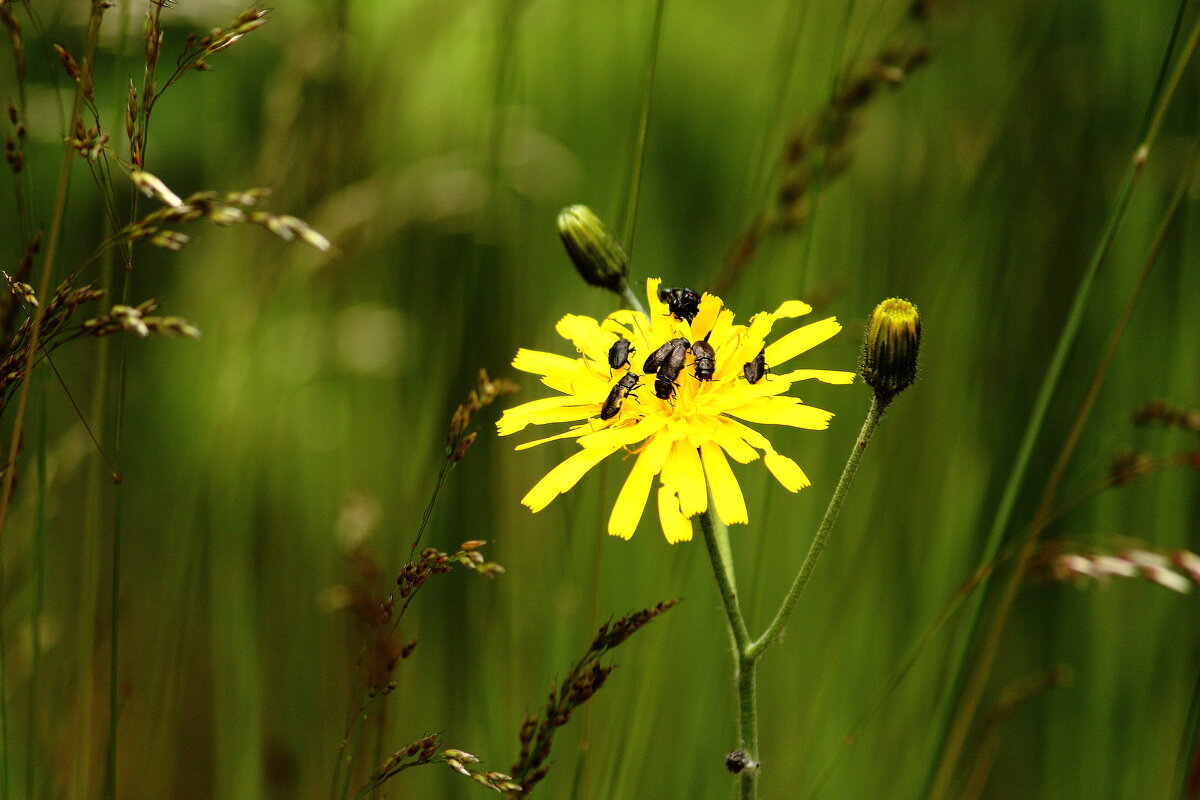 Насекомые. - Lucy Schneider 