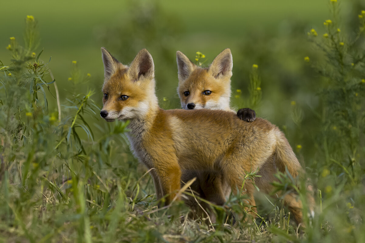 *** - Валерий Черняк