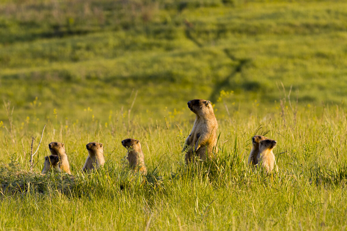 Выводок - Валерий Черняк Выводок - Валерий Черняк
