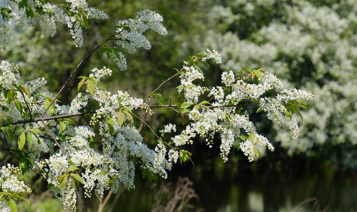 Черемухи цвет - Андрей Зайцев Черемухи цвет - Андрей Зайцев