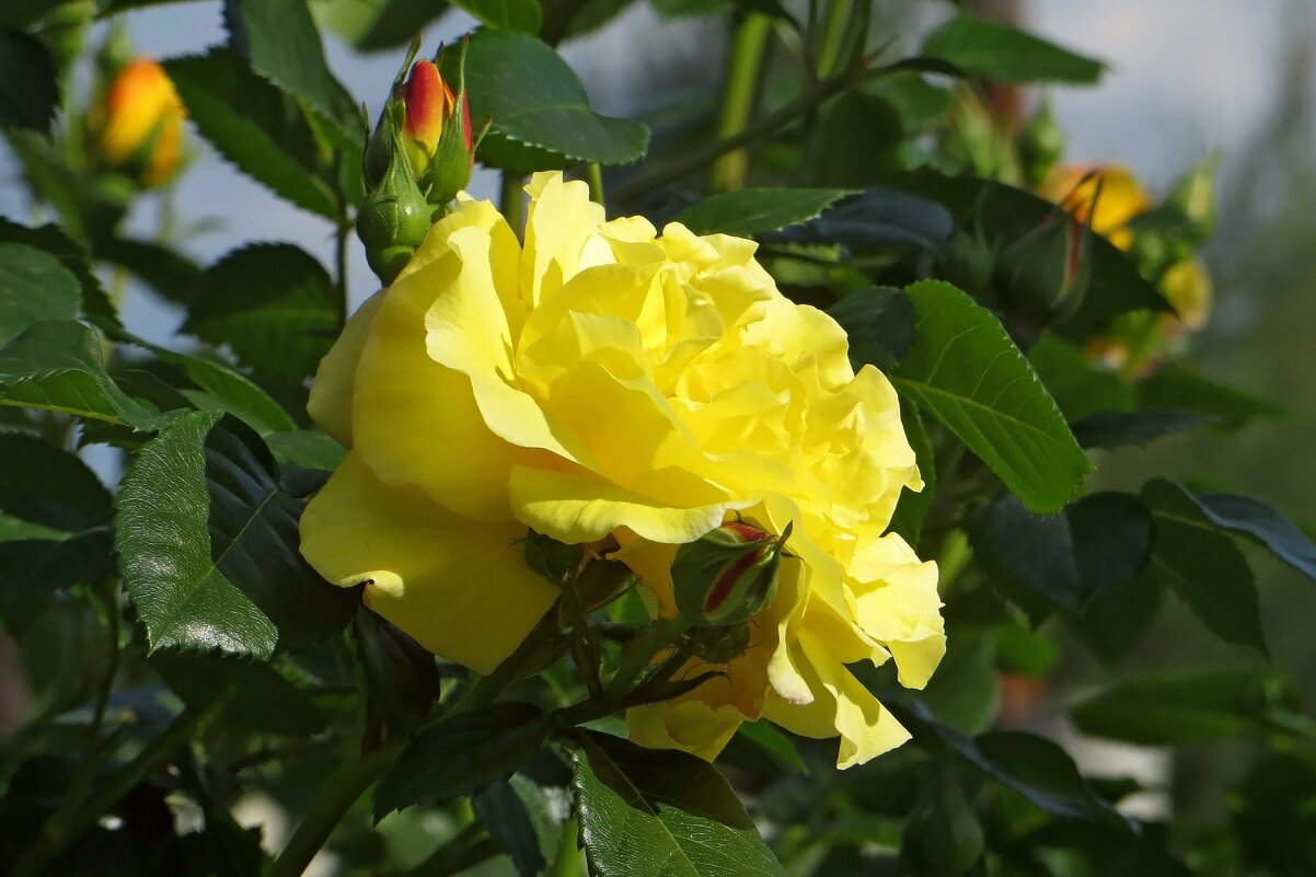 Жёлтые розы пахнут летом - Татьяна Смоляниченко Жёлтые розы пахнут летом - Татьяна Смоляниченко