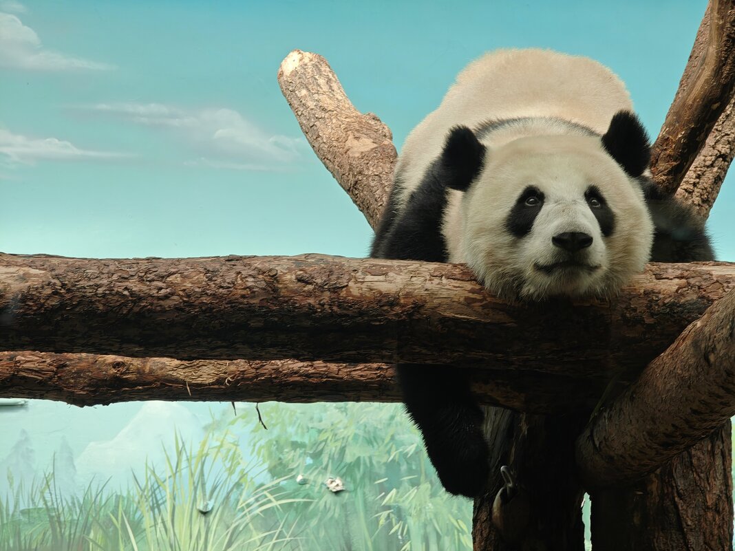 Панда Катюша - <<< Наташа >>> Панда Катюша - <<< Наташа >>>