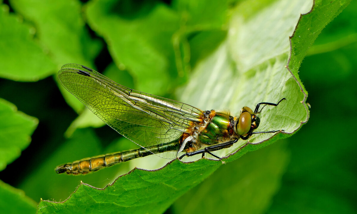 из снятого  вчера  3 - Александр Прокудин