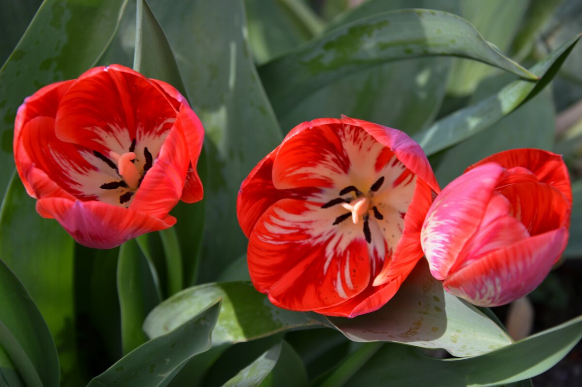 *** - Надежда Куркина *** - Надежда Куркина
