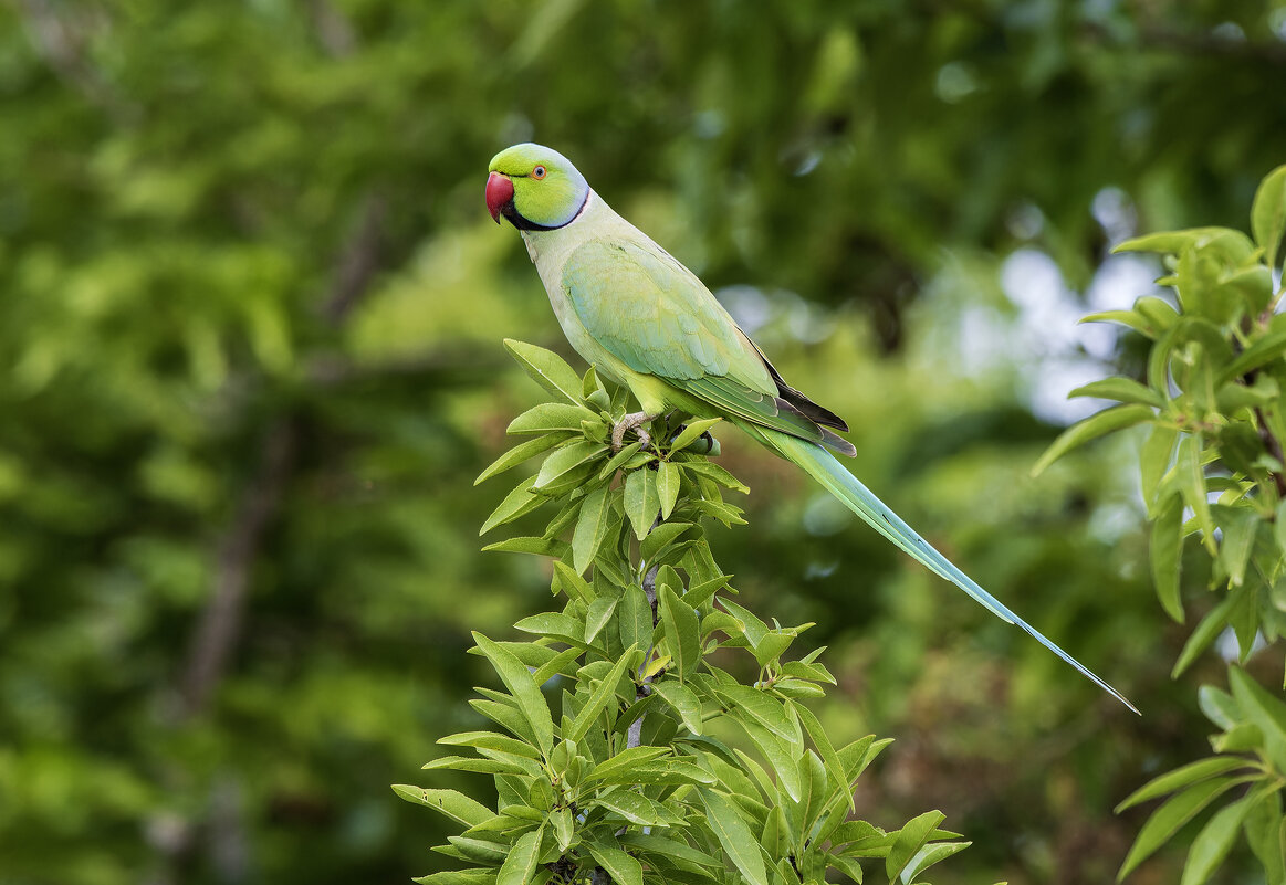 Длиннохвостый попугай. (Индийский кольчатый попугай) - Alexander Amromin Длиннохвостый попугай. (Индийский кольчатый попугай) - Alexander Amromin