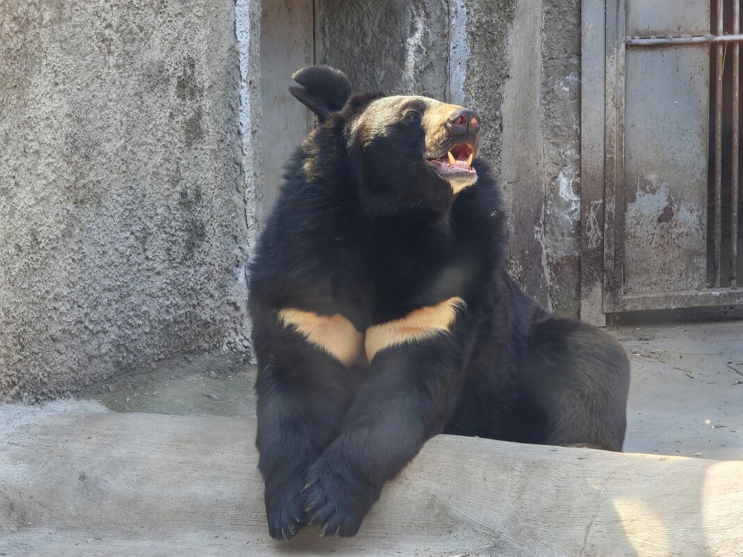 Уссурийский медведь - <<< Наташа >>>