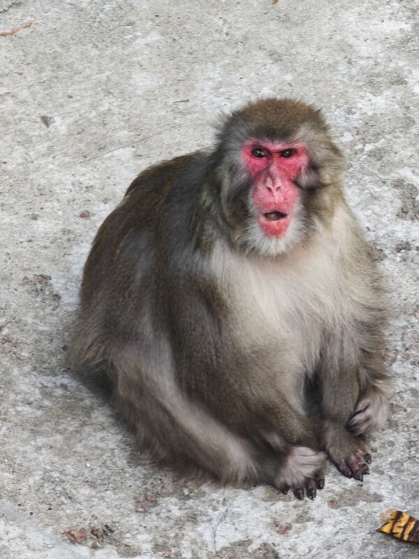 Японская макака - <<< Наташа >>> Японская макака - <<< Наташа >>>