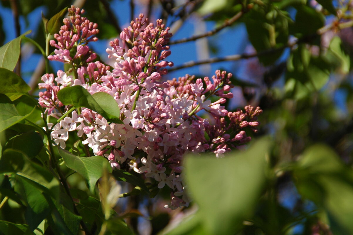 Сирени цвет (2) - Елена Пономарева