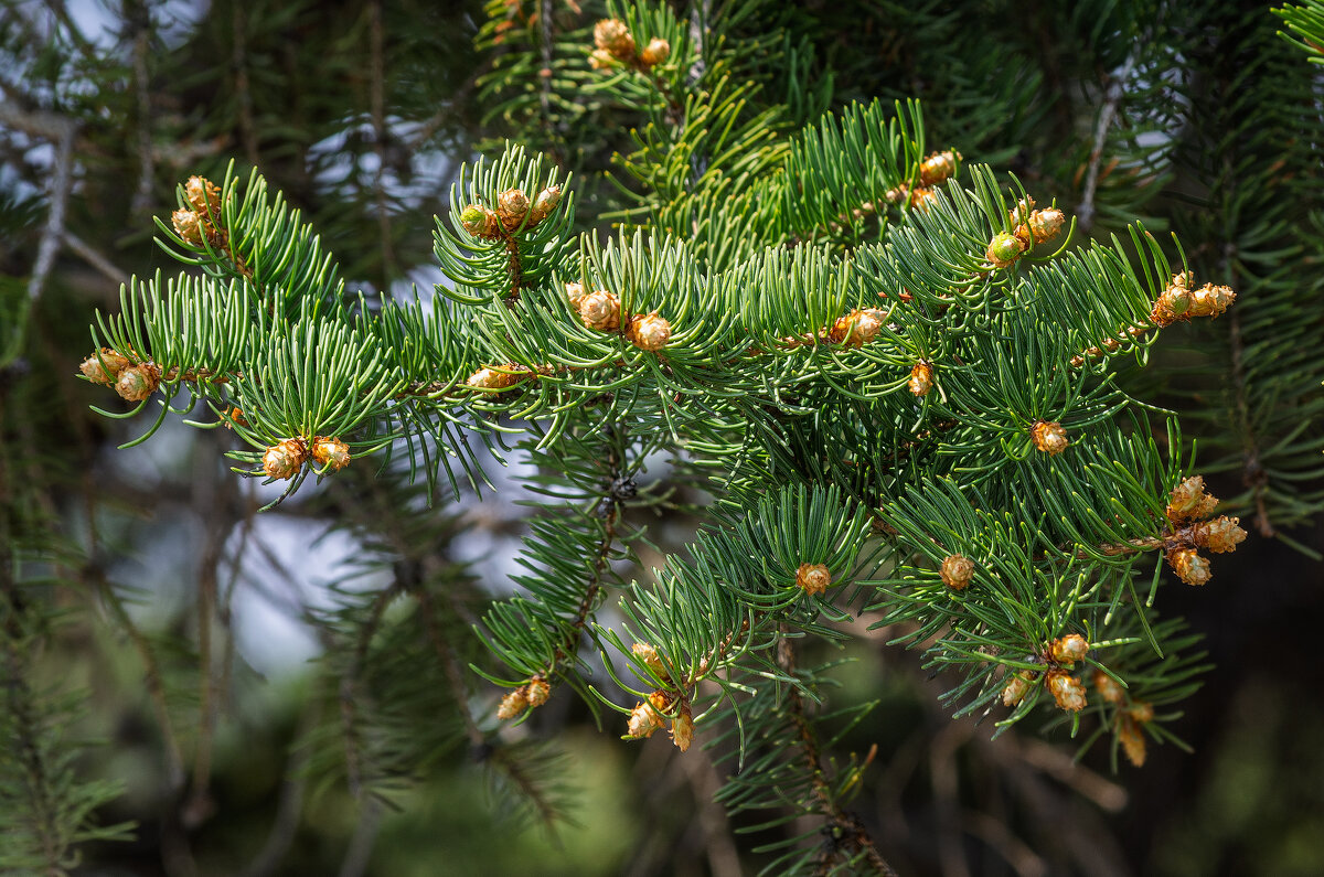 *** - Виктор Иванович Чернюк