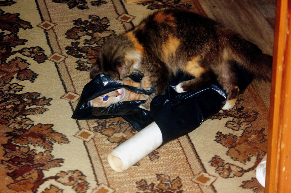 Соня и Стёпа - Сергей Кочнев