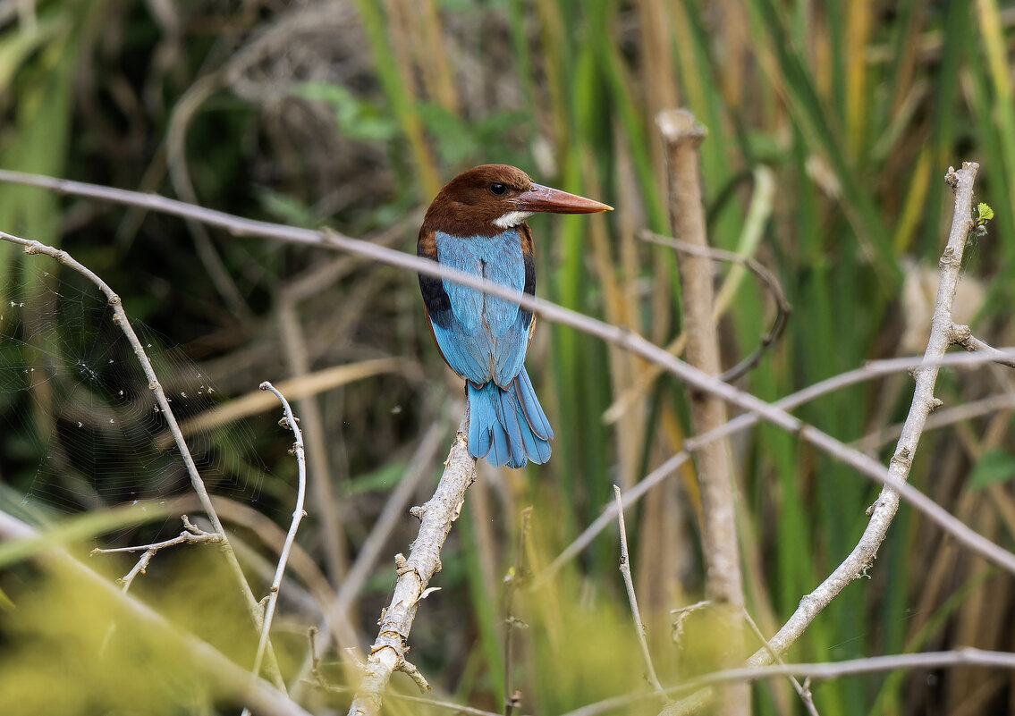 Красноклювая альциона. - Alexander Amromin Красноклювая альциона. - Alexander Amromin