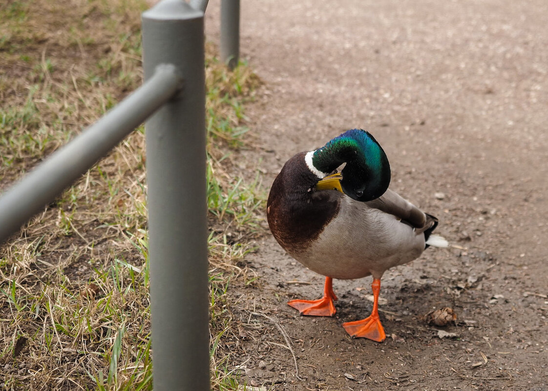 Тест на гибкость или вам так слабо? - Магомед .