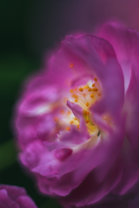 Кустовые розы - Дмитрий 