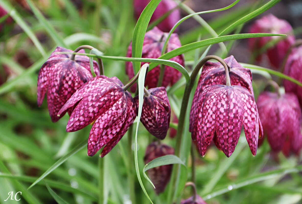 Рябчик шахматный - Любовь Сахарова Рябчик шахматный - Любовь Сахарова