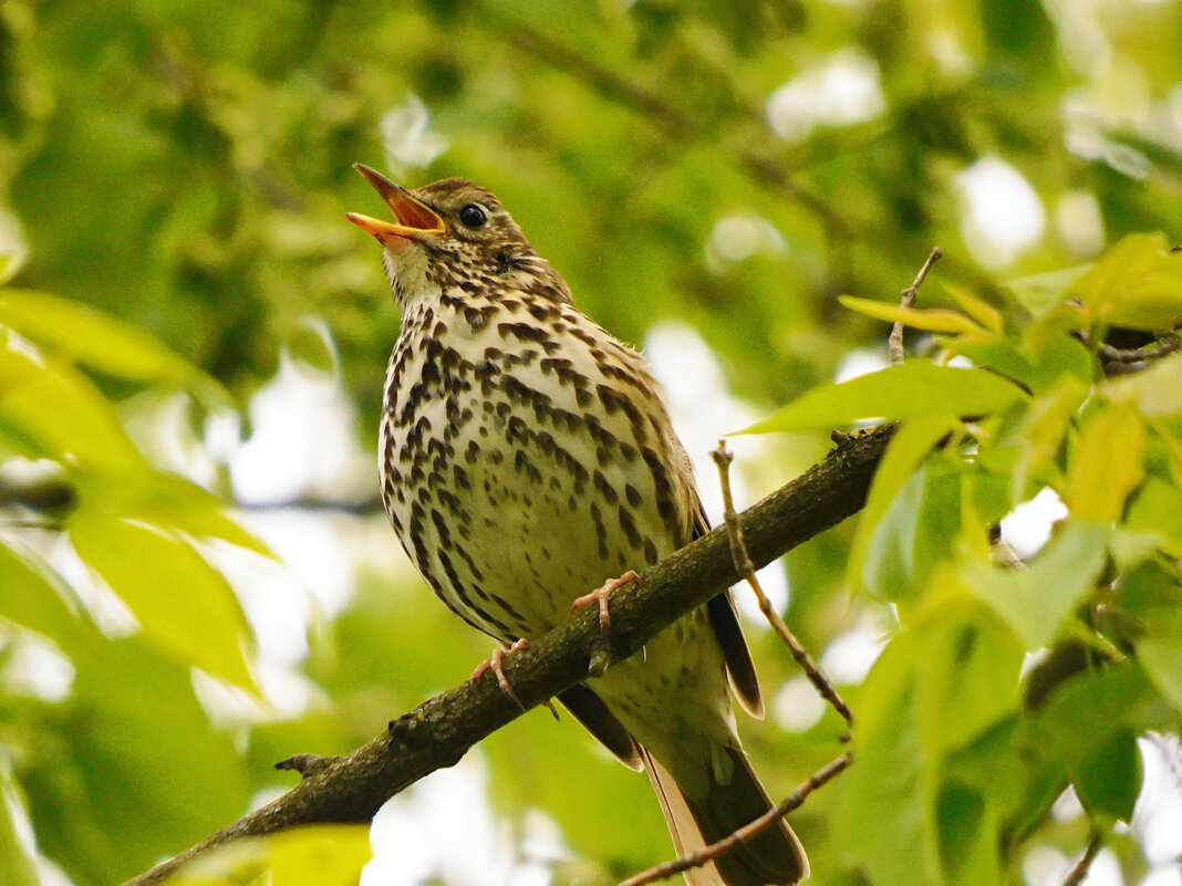 Певчий дрозд - Лина 