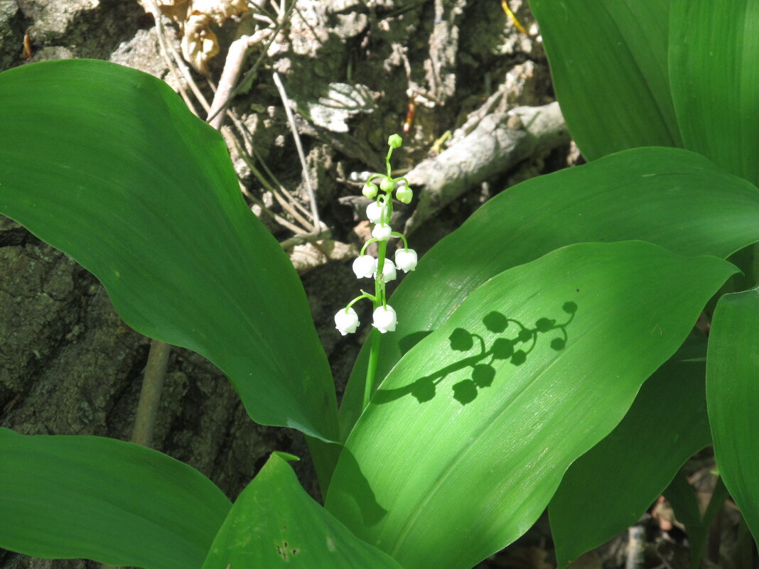 пора ландышей - Елена Шаламова