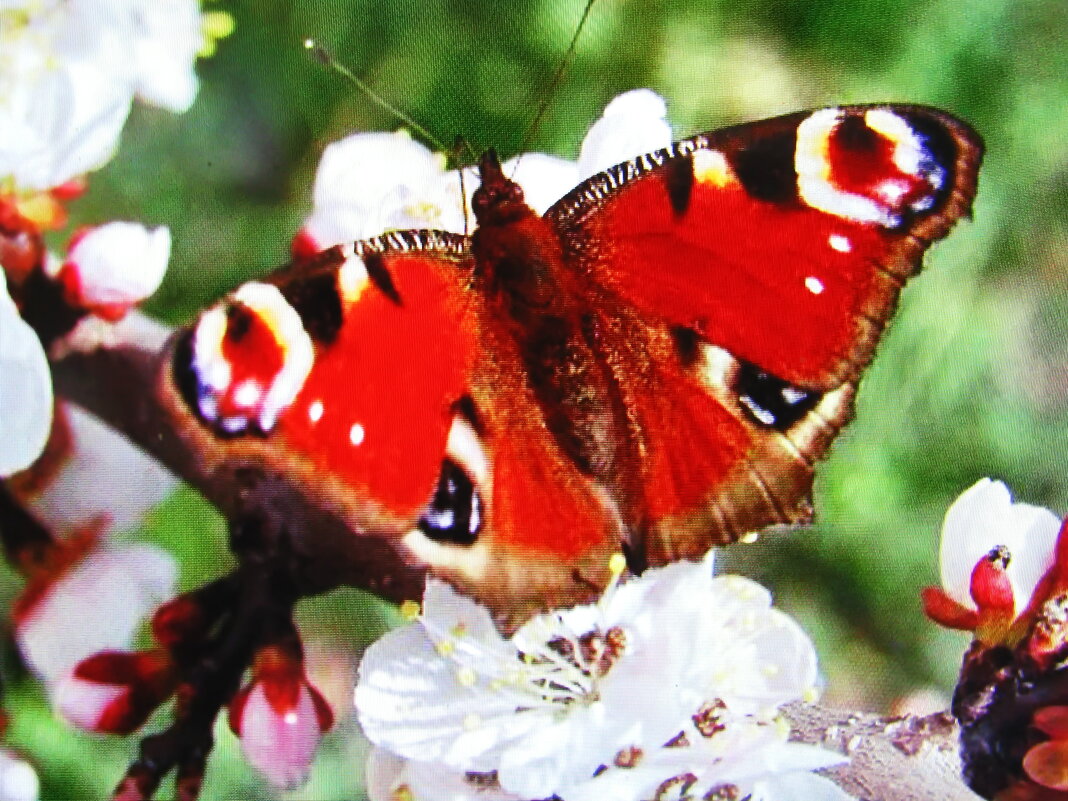 Красотка - Людмила Смородинская Красотка - Людмила Смородинская