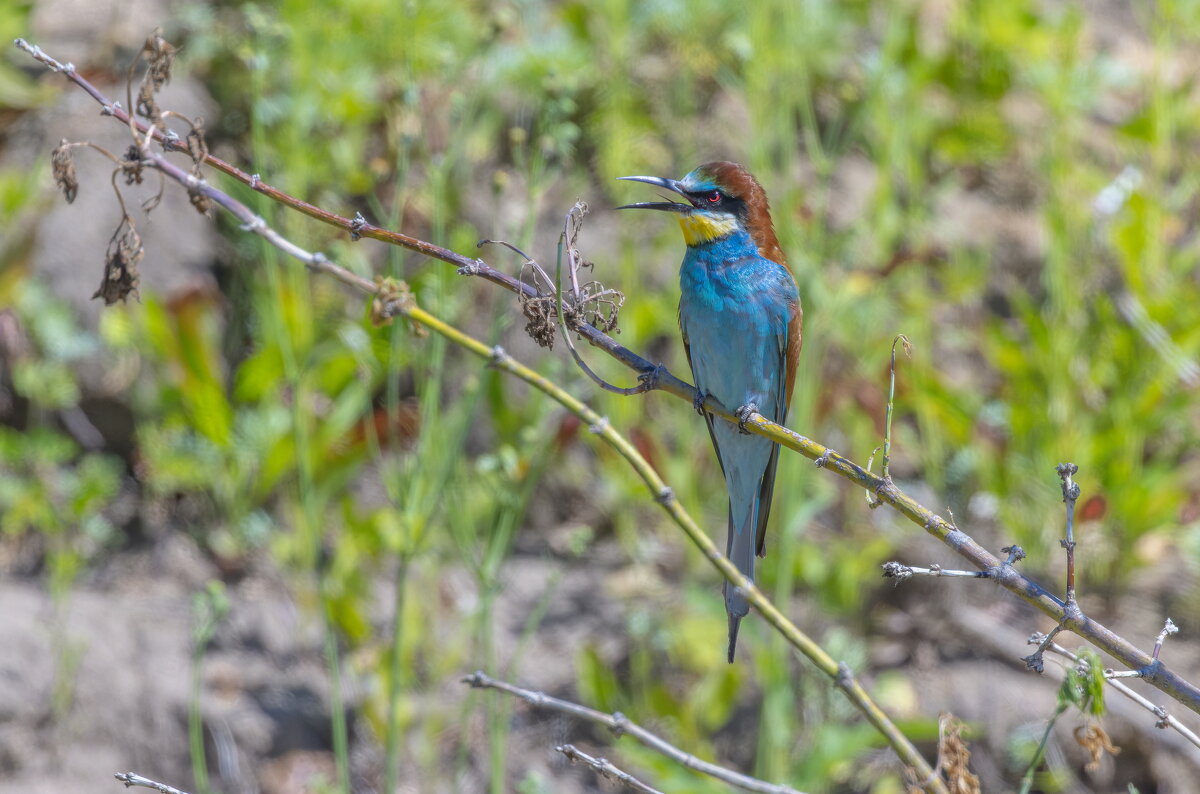 золотистые щурки - юрий макаров