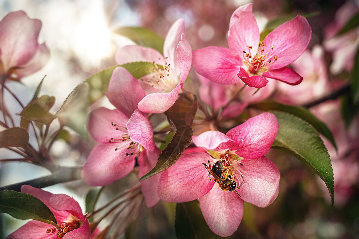 Весны мгновения - Svetlana Galvez