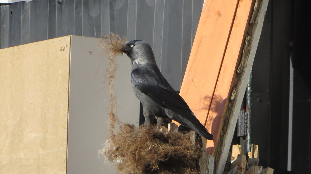 Удачная находка для гнёздышка! - Ирина Олехнович Удачная находка для гнёздышка! - Ирина Олехнович