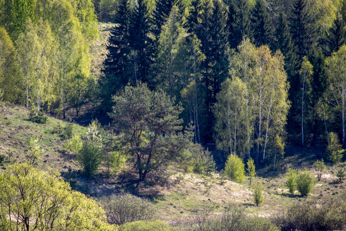 Окрестности Токарева - Sergei Vikulov Окрестности Токарева - Sergei Vikulov