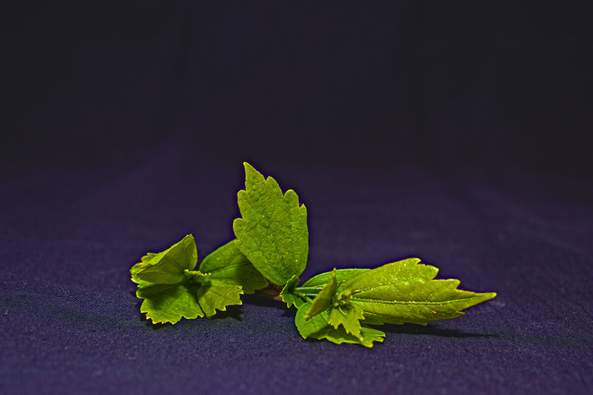 Веточка. - Giant Tao /