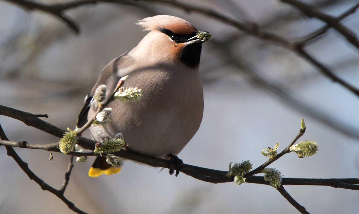 Свиристель. - Владимир Безбородов