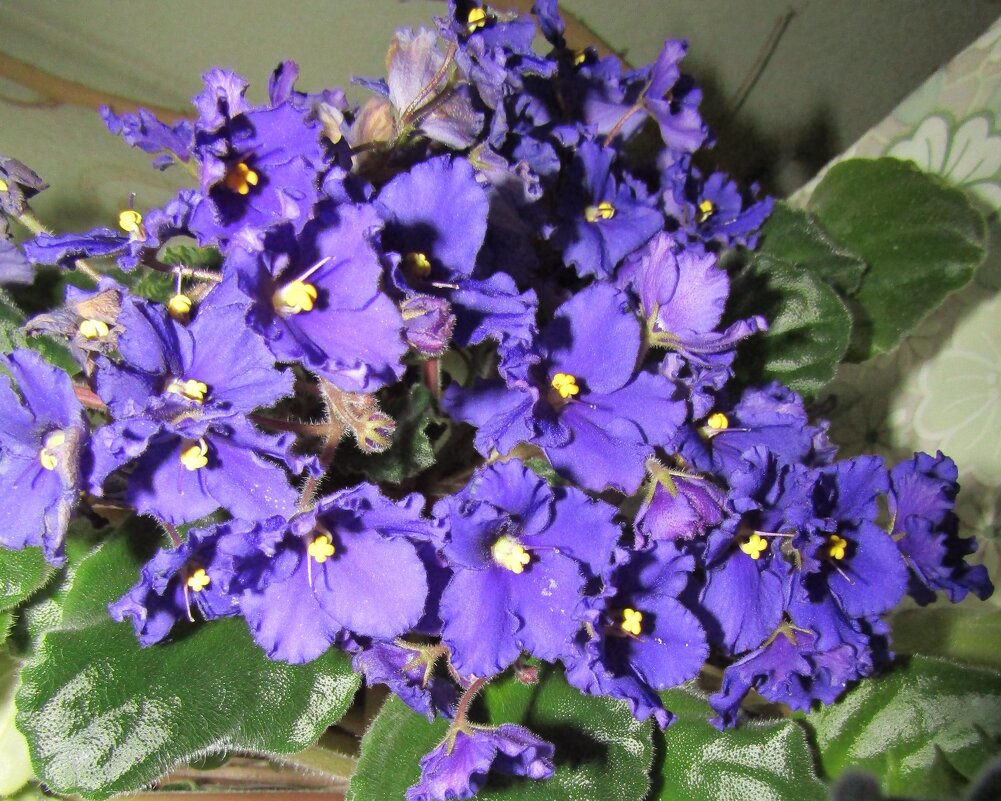 Сенполии фиалкоцветковые - Galaelina *** Сенполии фиалкоцветковые - Galaelina ***