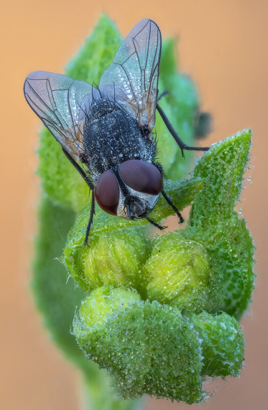 Муха - Александр Григорьев Муха - Александр Григорьев