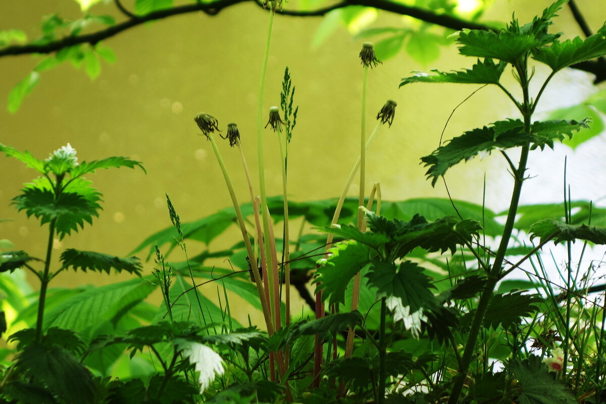 Май - Рита Симонова Май - Рита Симонова