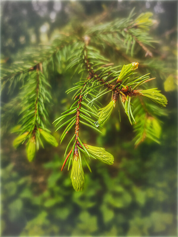 Капля - AZ east3 Капля - AZ east3