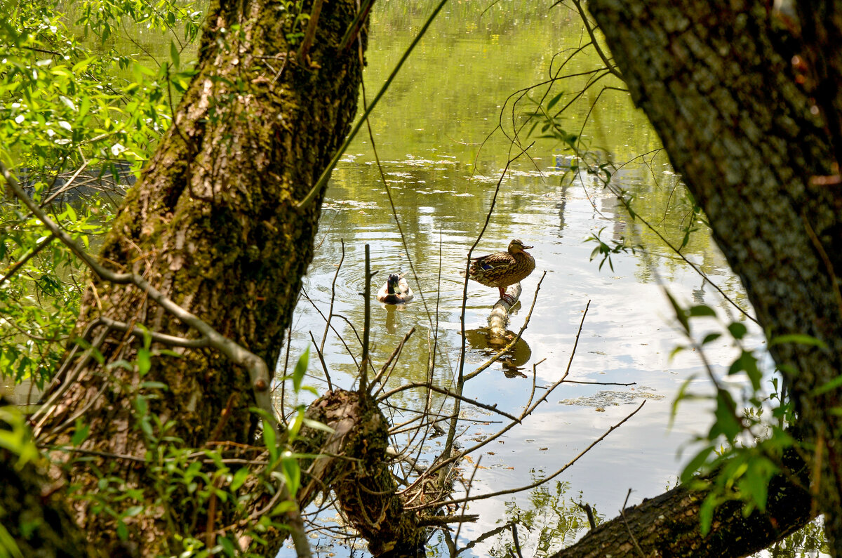 На речке - Oleg4618 Шутченко